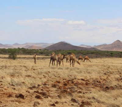 Turkana Dromadares